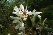 Monte Zucco (Direttissima / Sentiero Panoramico) da San Pellegrino Terme il 22 aprile 2016  - FOTOGALLERY